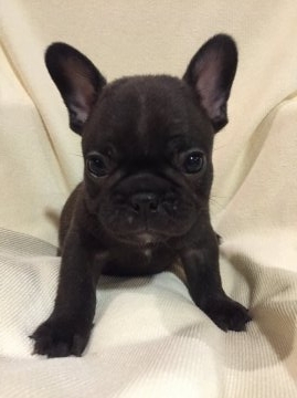 フレンチブルドッグ【東京都・男の子・2015年10月22日・ブリンドル】の写真「父親JKCチャンピオン 母親JKCチャンピオン直子」