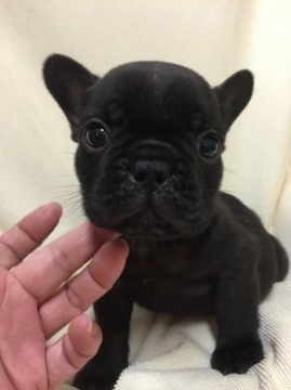 フレンチブルドッグ【東京都・男の子・2016年5月3日・ブリンドル】の写真「憂慮血統の男の子」