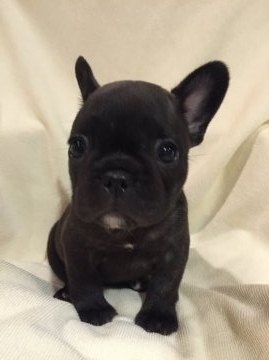 フレンチブルドッグ【東京都・女の子・2015年10月22日・ブリンドル】の写真「父親JKCチャンピオン 母親JKCチャンピオン直子」