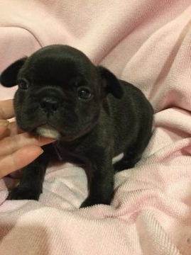 フレンチブルドッグ【東京都・女の子・2015年10月22日・ブリンドル】の写真「父親JKCチャンピオン 母親JKCチャンピオン直子」