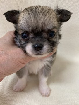 チワワ(ロング)【東京都・男の子・2019年7月18日・フォーン&ホワイト】の写真「小ぶりな美男子君」