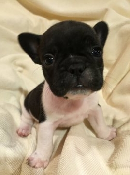 フレンチブルドッグ【東京都・女の子・2015年11月30日・パイド】の写真「父INTチャンピオン直子母親JKCチャンピオン直子」