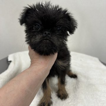 ベルジアングリフォン【東京都・男の子・2023年10月26日・ブラック&タン】の写真「希少犬ベルジアングリフォンの優良血統のハンサム君」