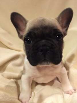 フレンチブルドッグ【東京都・男の子・2015年11月30日・パイド】の写真「父INTチャンピオン直子母親JKCチャンピオン直子」