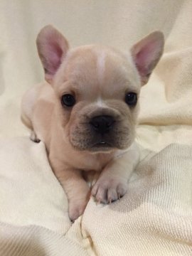 フレンチブルドッグ【東京都・男の子・2015年3月19日・クリーム】の写真「父親JKCチャンピオン 母親JKCチャンピオン直子」