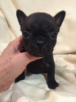 フレンチブルドッグ【東京都・女の子・2015年6月12日・ブリンドル】の写真「父INTチャンピオン直子 母JKCチャンピオン直子」