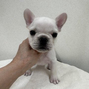 フレンチブルドッグ【東京都・男の子・2023年10月31日・クリーム】の写真「むちむちボディの優良血統のイケメン君」