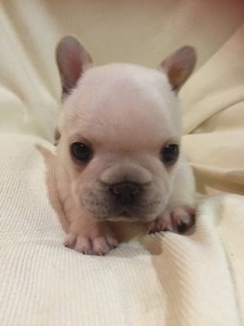 フレンチブルドッグ【東京都・男の子・2015年5月22日・クリーム】の写真「父親JKCチャンピオン 母親JKCチャンピオン直子」