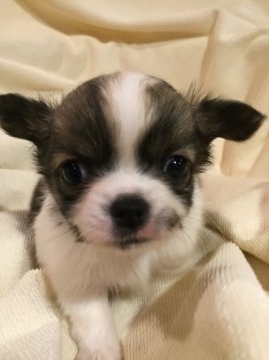 チワワ(ロング)【東京都・女の子・2015年11月23日・ホワイト&レッド】の写真「可愛い陽気な女の子」