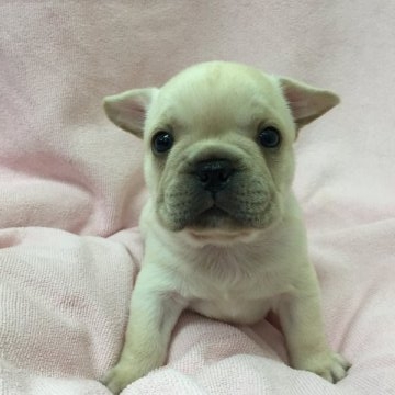 フレンチブルドッグ【東京都・男の子・2015年9月26日・クリーム】の写真「父親JKCチャンピオン 母親JKCチャンピオン直子」