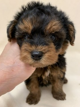 父親ティーカッププードル 母親ヨークシャーテリア【東京都・女の子・2020年8月27日・ダークスティールブルー&タン】の写真「甘えん坊なキュートな子」