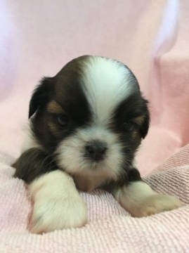 シーズー【東京都・女の子・2015年7月31日・ゴールド&ホワイト】の写真「母親JKCチャンピオン直子の優良血統の美人さん」