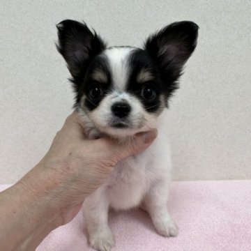 チワワ(ロング)【東京都・女の子・2023年7月1日・ホワイト&ブラック、タン】の写真「父親JKCチャンピオンの小ぶりな美人さん」