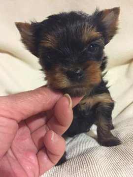 ヨークシャーテリア【東京都・女の子・2015年1月25日・スティールブルー&タン】の写真「父親JKCチャンピオン 母親JKCチャンピオン直子」