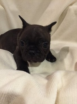 フレンチブルドッグ【東京都・男の子・2015年10月22日・ブリンドル】の写真「父親JKCチャンピオン 母親JKCチャンピオン直子」