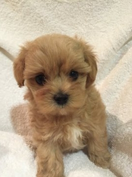 父ティーカッププードル(アプリ) 母マルチーズ【東京都・女の子・2015年6月20日・アプリコット】の写真「父ティーカッププードル 母マルチーズ」