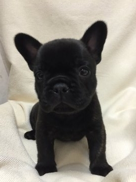 フレンチブルドッグ【東京都・男の子・2016年3月28日・ブリンドル】の写真「両親共優良血統チャンピオン直子のブサ可愛君」