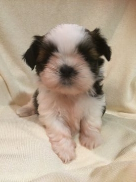 シーズー【東京都・女の子・2015年5月19日・ゴールド&ホワイト】の写真「父親 JKCチャンピオン」