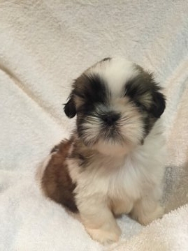 シーズー【東京都・男の子・2015年6月20日・ホワイト&ゴールド】の写真「父親 JKCチャンピオン」