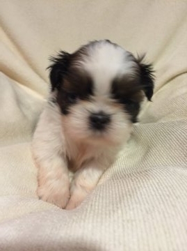 シーズー【東京都・女の子・2016年4月23日・ゴールド&ホワイト】の写真「小ぶりな系統の可愛いシーズーちゃん」