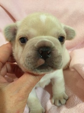 フレンチブルドッグ【東京都・男の子・2015年3月19日・クリーム】の写真「父親JKCチャンピオン 母親JKCチャンピオン直子」