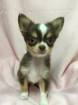 チワワ(ロング)【東京都・男の子・2015年7月12日・チョコレート、タン&ホワイト】の写真「極小で陽気な男の子」