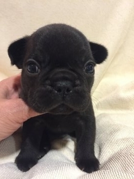 フレンチブルドッグ【東京都・男の子・2016年3月28日・ブリンドル】の写真「両親共優良血統チャンピオン直子のブサ可愛君」