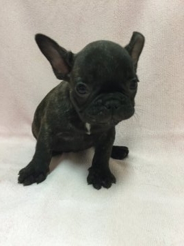 フレンチブルドッグ【東京都・男の子・2015年6月30日・ブリンドル】の写真「父親JKCチャンピオンのハンサムボーイ」