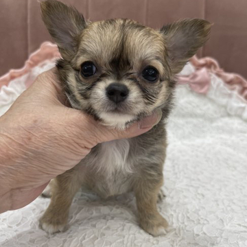 チワワ(ロング)【東京都・女の子・2022年4月25日・フォーン&ホワイト】の写真「優良血統の美人さん」