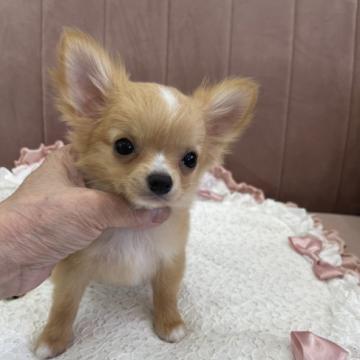 チワワ(ロング)【東京都・男の子・2022年4月25日・クリーム&ホワイト】の写真「優良血統の超美男子君」