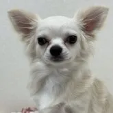 チワワ(ロング)【東京都・男の子・2022年8月6日・クリーム&ホワイト】の写真1「3/8撮影撮影」