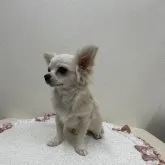 チワワ(ロング)【東京都・男の子・2022年8月6日・クリーム&ホワイト】の写真2