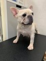 フレンチブルドッグ【・男の子・2019年11月3日・クリーム】