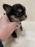チワワ(ロング)【東京都・女の子・2019年12月24日・ブラック、タン&ホワイト】の写真3「1/29撮影」