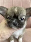 チワワ(ロング)【東京都・女の子・2022年8月6日・フォーン&ホワイト】の写真4