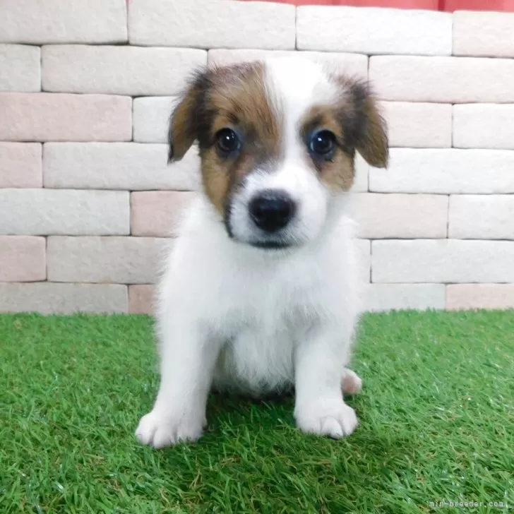 ID：2509-01637の子犬