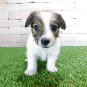 ジャックラッセルテリア【三重県・男の子・2025年7月30日・ホワイト&タン】の写真「とてもかわいい仔犬です。」