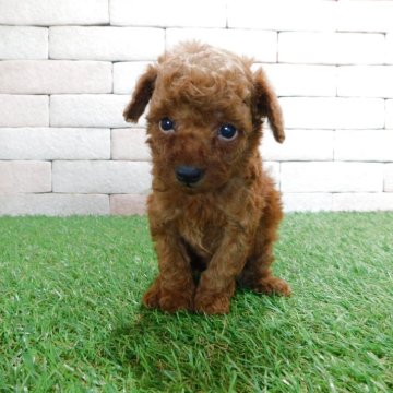 トイプードル(タイニー)【三重県・男の子・2025年7月22日・レッド】の写真「とてもかわいい子犬が生まれました。」