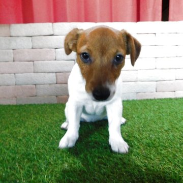 ジャックラッセルテリア【三重県・女の子・2025年5月18日・ホワイト&タン】の写真「とてもかわいい仔犬です。」
