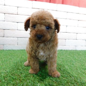 タイニープードル【三重県・男の子・2025年9月10日・アプリコット】の写真「とてもかわいい子犬が生まれました。」