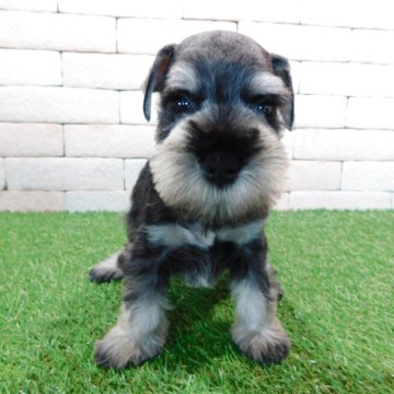 ミニチュアシュナウザー【三重県・男の子・2025年9月13日・ソルトアンドペッパー】の写真「とてもかわいい子犬が生まれました。。」