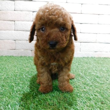 タイニープードル【三重県・男の子・2025年3月19日・レッド】の写真「とてもかわいい子犬が生まれました。」
