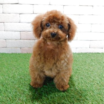 トイプードル(タイニー)【三重県・女の子・2025年3月19日・レッド】の写真「とてもかわいい子犬が生まれました。」