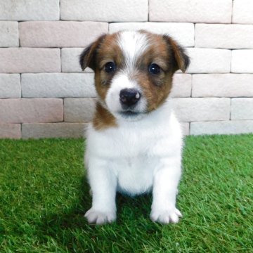 ジャックラッセルテリア【三重県・男の子・2025年7月30日・ホワイト&タン】の写真「とてもかわいい仔犬です。」
