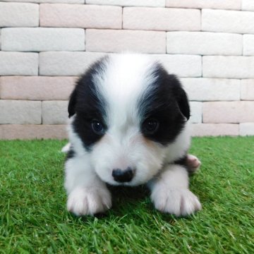 ボーダーコリー【三重県・男の子・2025年3月31日・ブラック&ホワイト】の写真「とてもかわいい子犬が生まれました。。」