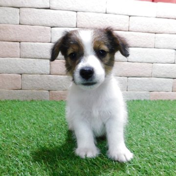 ジャックラッセルテリア【三重県・男の子・2025年7月30日・ホワイト&タン】の写真「とてもかわいい仔犬です。」