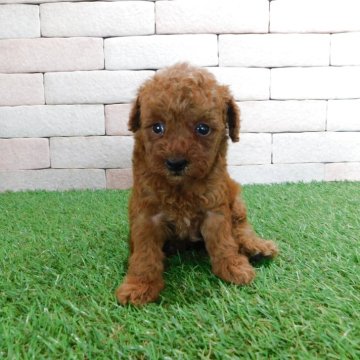 トイプードル(タイニー)【三重県・女の子・2025年7月22日・レッド】の写真「とてもかわいい子犬が生まれました。」