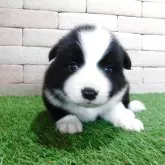 ボーダーコリー