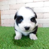 ボーダーコリー