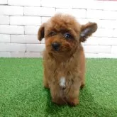 タイニープードル